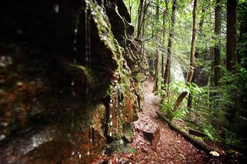 A narrow trail winds through a lush forest, with water dripping from moss-covered rocks and greenery surrounding the path.