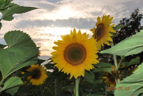Sunflowers in a field with a cloudy sky in the background, capturing a serene summer evening.