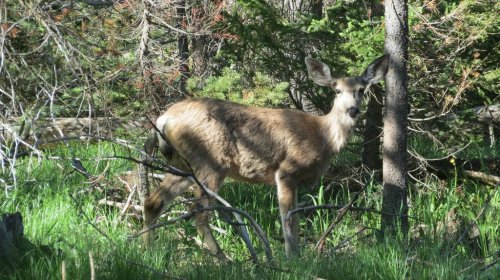 A deer stands among trees and grass in a forested area, looking curiously at the camera.