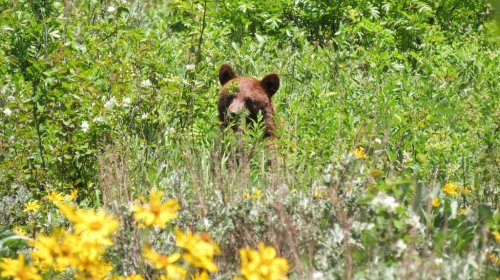 A bear peeks through tall green grass and wildflowers in a natural setting.