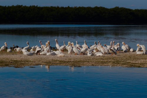 A flock of white pelicans gathered on a sandy shore by a calm blue water body, surrounded by greenery.