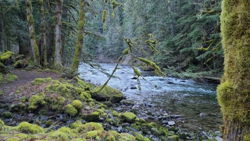 A serene forest scene with a moss-covered riverbank, flowing water, and lush green trees.