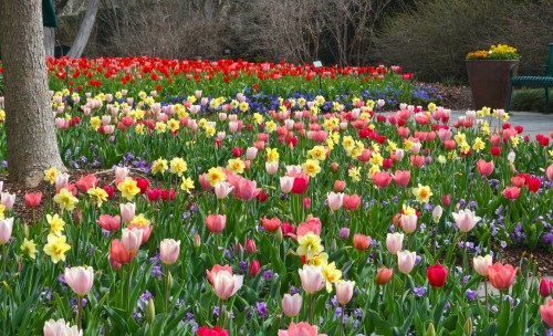 A vibrant garden filled with colorful tulips, daffodils, and other flowers in bloom, creating a picturesque scene.