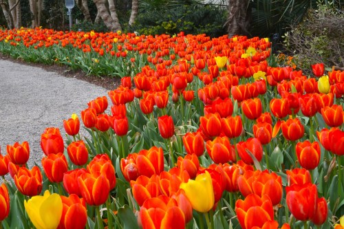 A vibrant field of red and yellow tulips lining a gravel path in a garden.