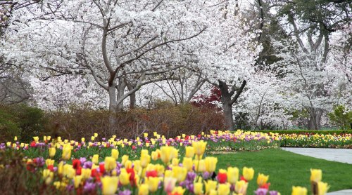 A vibrant garden with blooming tulips in various colors and flowering trees in the background.