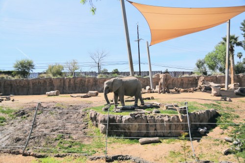 Two elephants in a sandy enclosure with a shade sail overhead and rocky features in the background.