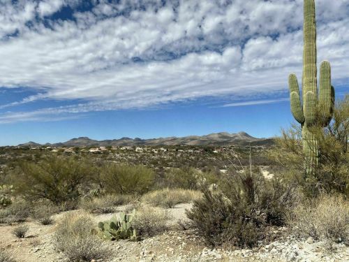 Desert landscape featuring a tall cactus, shrubs, and distant mountains under a partly cloudy sky.