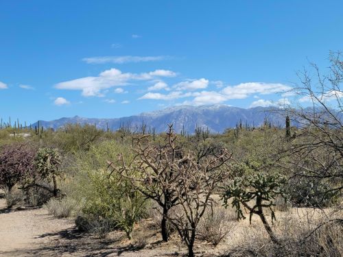 Desert landscape with cacti, shrubs, and distant snow-capped mountains under a blue sky with scattered clouds.