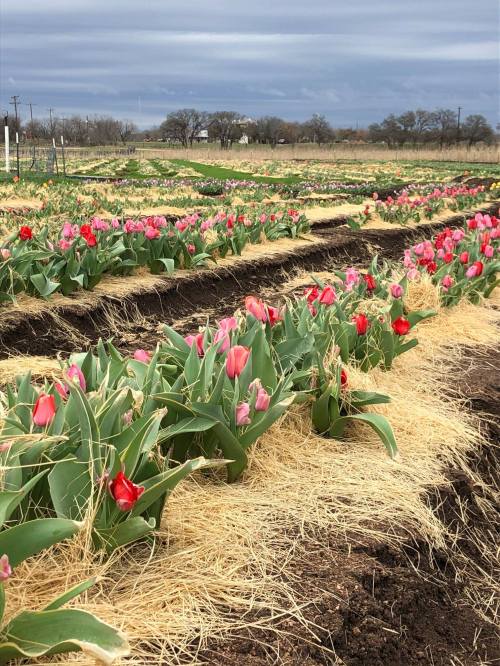 A vibrant field of tulips in various colors, surrounded by straw, under a cloudy sky.