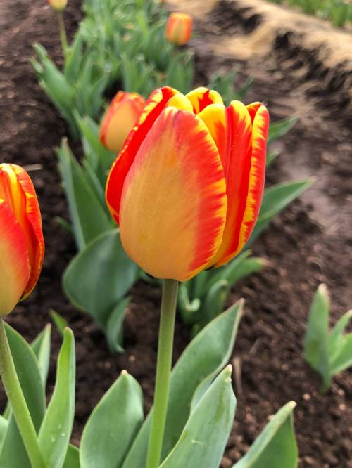 Close-up of vibrant orange and yellow tulips blooming in a garden, surrounded by green leaves and soil.