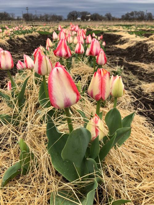 A field of pink and white tulips surrounded by straw, with a cloudy sky in the background.