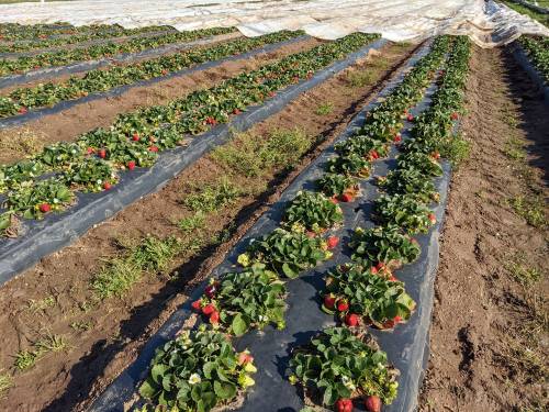 Rows of strawberry plants with ripe red berries, covered by a protective tarp in a sunny field.