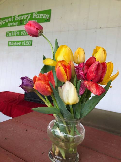 A vibrant bouquet of multicolored tulips in a glass vase on a wooden table, with a farm sign in the background.