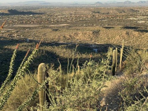 A desert landscape with cacti and shrubs, overlooking a valley and distant mountains under a clear sky.