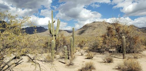 A desert landscape featuring tall cacti, sparse vegetation, and mountains under a partly cloudy sky.