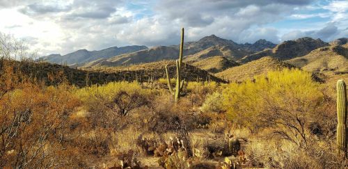 A desert landscape featuring cacti, shrubs, and mountains under a cloudy sky.