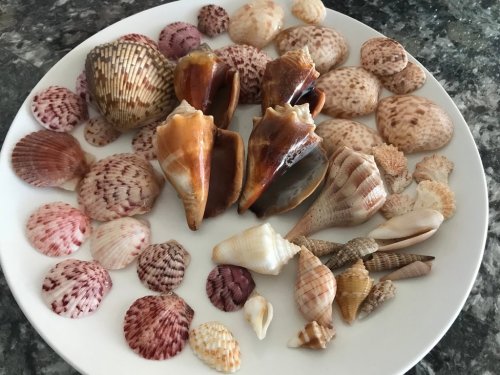 A plate filled with various colorful seashells of different shapes and sizes on a marble surface.
