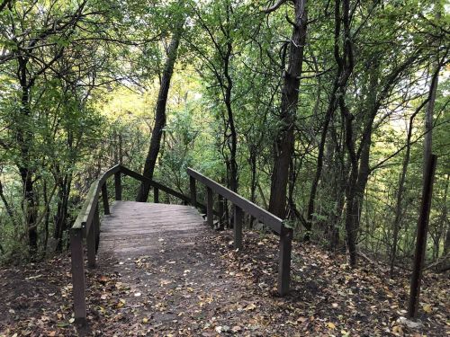 A wooden bridge leads through a lush, green forest with trees and fallen leaves on the ground.