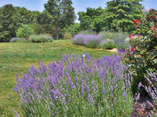 A vibrant field of lavender flowers in bloom, surrounded by lush greenery and trees under a clear blue sky.