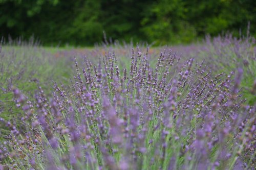 A field of lavender flowers in soft focus, with vibrant purple blooms against a green background.