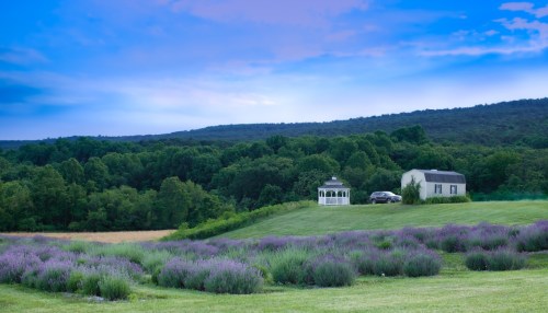 A serene landscape featuring a lavender field, a gazebo, and a house against a backdrop of green hills and a blue sky.