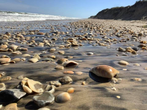 A sandy beach covered with various seashells, with gentle waves lapping at the shore under a clear blue sky.