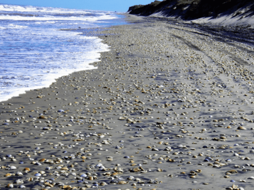 A sandy beach scattered with seashells, waves gently lapping at the shore under a clear blue sky.