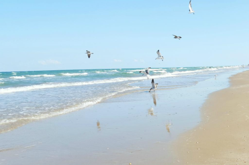 Seagulls flying over a sandy beach with gentle waves and a clear blue sky.