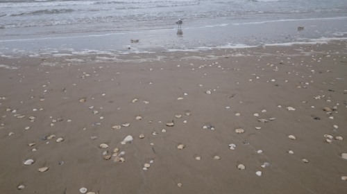 A sandy beach scattered with seashells and small stones, with gentle waves lapping at the shore.
