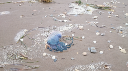 A jellyfish rests on sandy beach, surrounded by small shells and seaweed, with foam and water in the background.