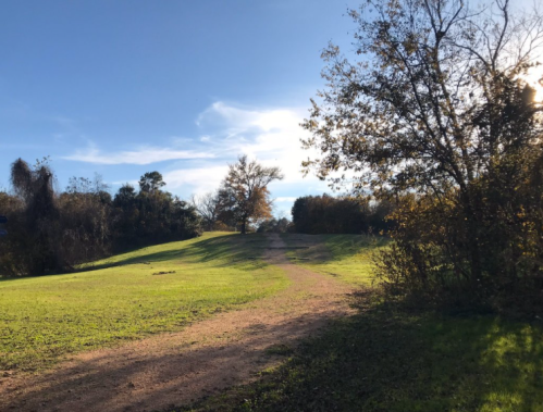 A sunny path through a grassy area, lined with trees and a clear blue sky above.