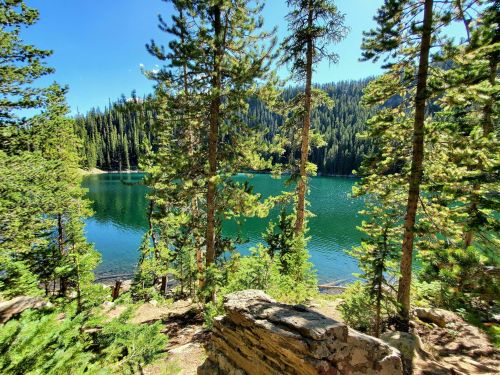 A serene lake surrounded by tall pine trees and lush greenery under a clear blue sky.
