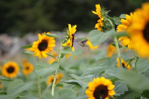 A hummingbird feeding on a sunflower among a field of bright yellow sunflowers.
