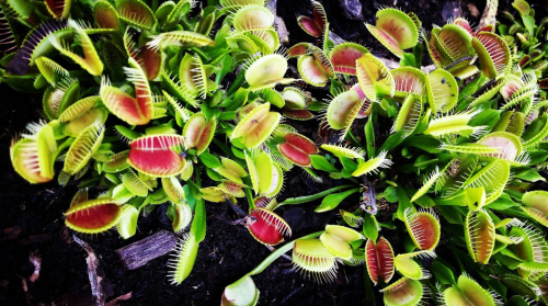 A close-up of vibrant green and red Venus flytrap plants growing in dark soil.