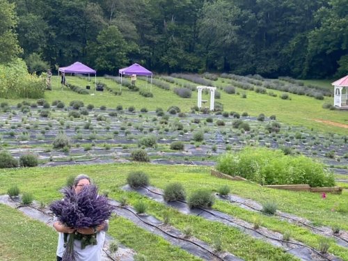A woman holds a large bouquet of lavender in a field with rows of lavender plants and purple tents in the background.