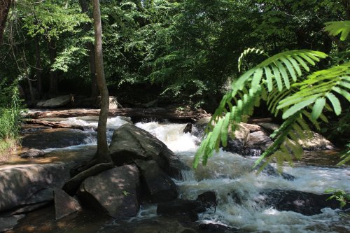A serene stream flows over rocks, surrounded by lush green trees and ferns in a peaceful natural setting.
