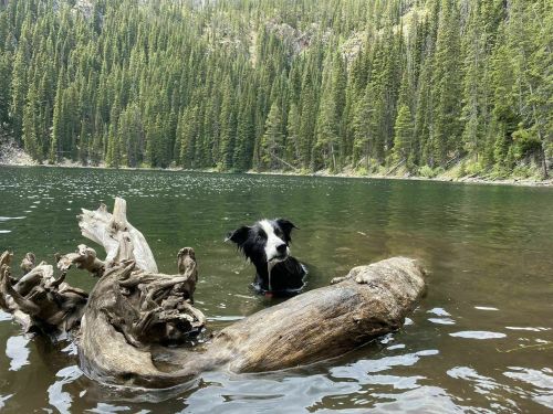 A black and white dog wades in a clear lake, surrounded by lush green trees and a large log in the water.
