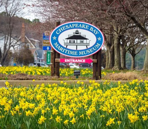 Sign for the Chesapeake Bay Maritime Museum, surrounded by blooming yellow daffodils and trees.