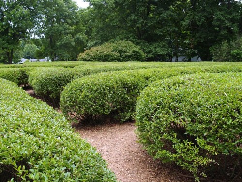 A lush green hedge maze with neatly trimmed bushes and a gravel path winding through the center.