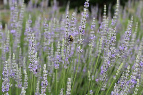 A field of lavender flowers with a bee collecting nectar among the blooms.