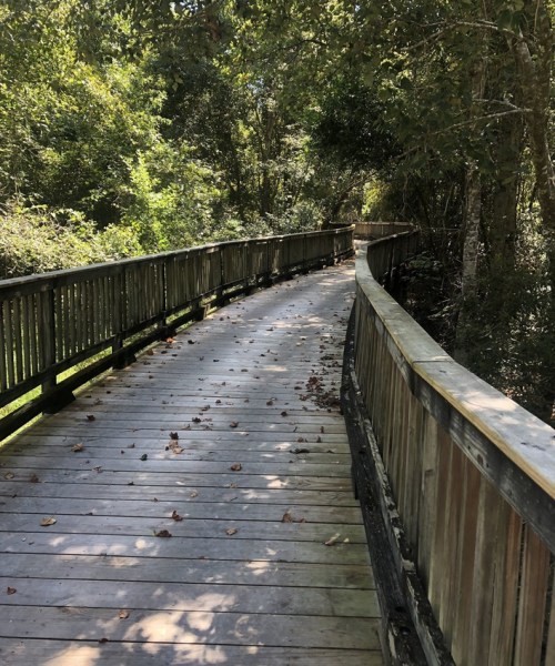 A winding wooden boardwalk surrounded by lush greenery and scattered leaves on the ground.