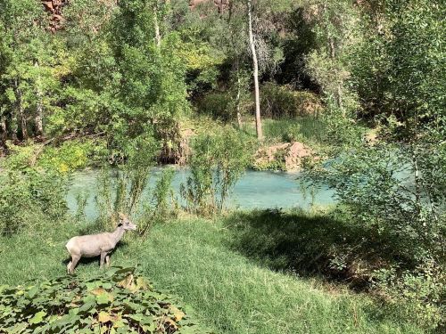 A deer stands near a turquoise river, surrounded by lush greenery and trees in a serene natural setting.