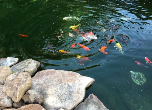 Colorful koi fish swimming in a serene pond, surrounded by smooth stones and gentle ripples on the water's surface.