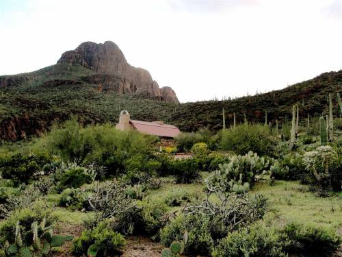 A rustic house nestled in a lush desert landscape with cacti and mountains in the background.