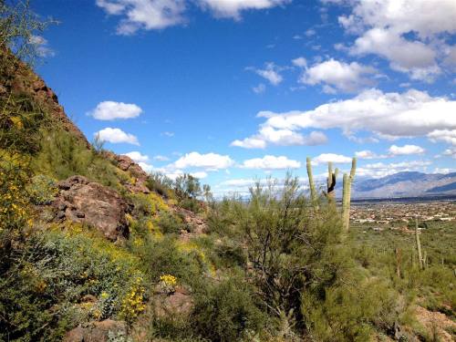 A scenic view of a desert landscape with rocky hills, cacti, and a bright blue sky dotted with clouds.
