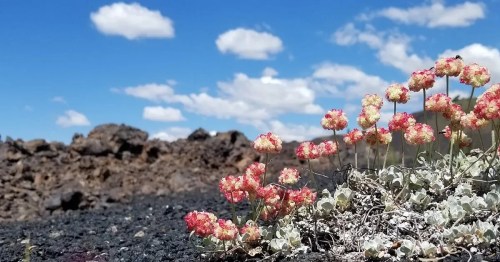 Colorful flowers bloom on rocky terrain under a bright blue sky with fluffy clouds.