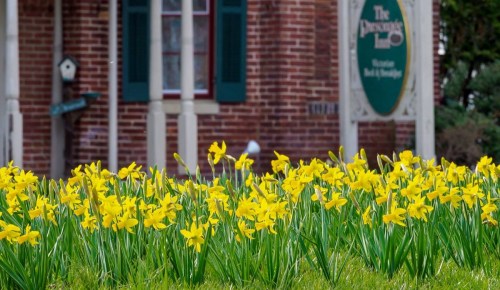 A vibrant field of yellow daffodils in front of a brick building with a sign for a bed and breakfast.