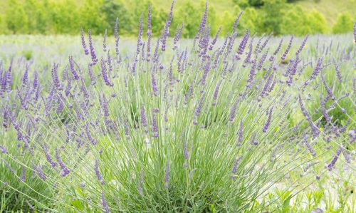 A field of blooming lavender with tall purple flowers and green foliage in the background.