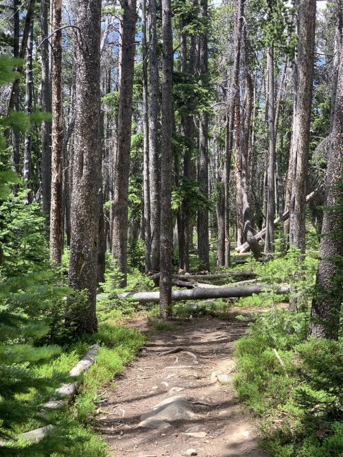 A narrow dirt path winds through a dense forest of tall trees and fallen logs, surrounded by lush greenery.