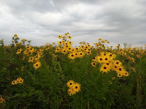 A field of bright yellow flowers under a cloudy sky, creating a vibrant natural landscape.